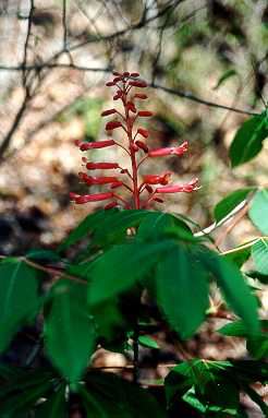 Red Buckeye, Aesculus pavia