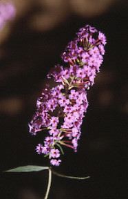 butterfly bush, Buddleia davidii