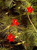 Cypress Vine, Ipomoea quamoclit