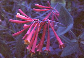 Trumpet Honeysuckle (Lonicera sempervirens) 