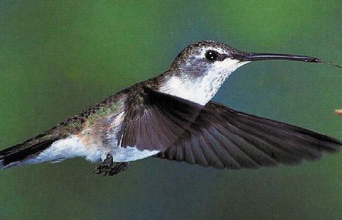 Black-chinned Hummingbird, Archilochus alexandri, adult female
