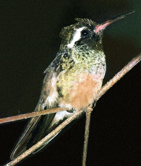 Xantus' Hummingbird, Hylocharis xantusii