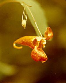 Jewelweed (Impatiens capensis)