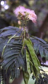 Mimosa, Albizia julibrissin