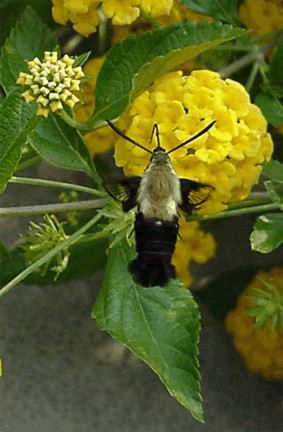 MothHummingbird01.jpg