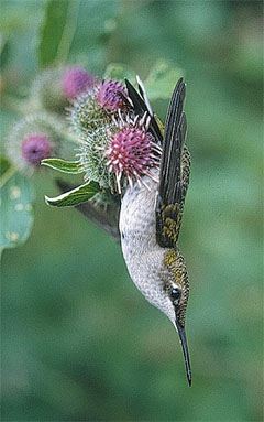 Hummingbirds: Predators 1
