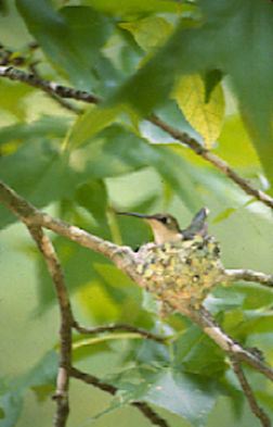 ruby throated hummingbird nesting habits: Ruby-throated Hummingbird