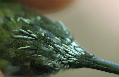 Ruby-throated Hummingbird, head molt