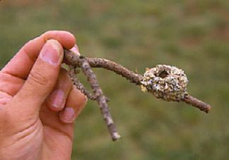 ruby throated hummingbird nest size: Ruby-throated Hummingbird