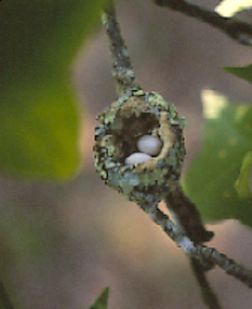 ruby throated hummingbird nest size: Ruby-throated Hummingbird