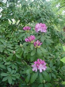 Catawba Rhododendron (Rhododendron catawbiense)
