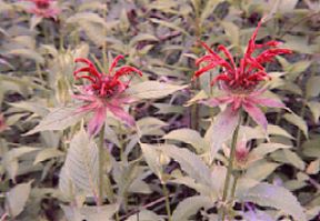 Beebalm or Oswego Tea (Monarda didyma)