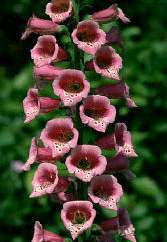 Foxglove, Digitalis purpurea