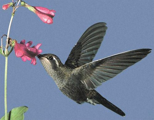 Blue-throated Hummingbird, Lampornis clemenciae, adult female