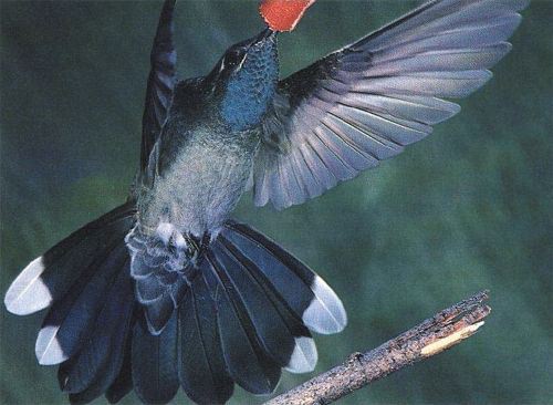 Blue-throated Hummingbird, Lampornis clemenciae, adult male