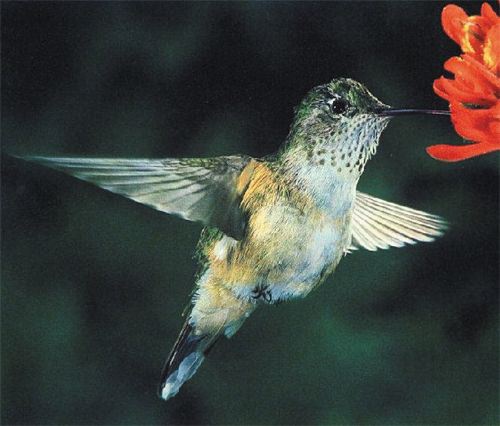 Broad-tailed Hummingbird, Selasphorus platycercus, adult female