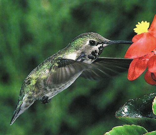 Costa's Hummingbird, Archilochus costae, juvenile male