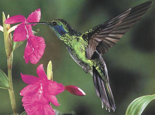 Green Violet-ear, Colibri thalassinus, adult male