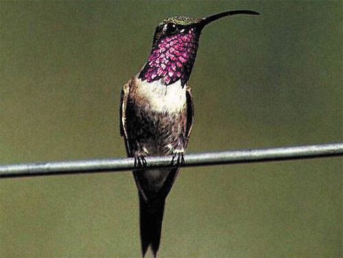 Lucifer Hummingbird, Calothorax lucifer, adult male