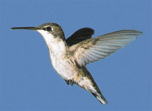 Ruby-throated Hummingbird, Archilochus colubris, adult female