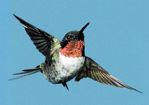 Ruby-throated Hummingbird, Archilochus colubris, adult male