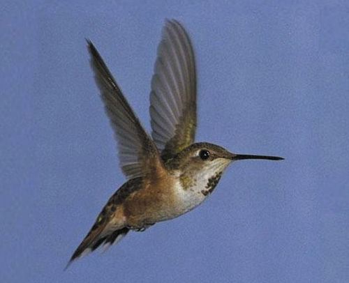 Rufous Hummingbird, Selasphorus rufus, adult female