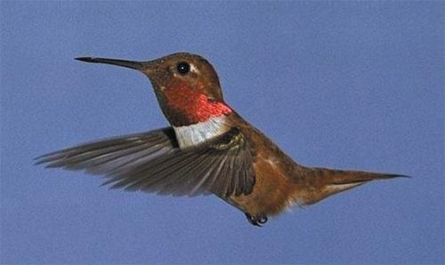 Rufous Hummingbird, Selasphorus rufus, adult male