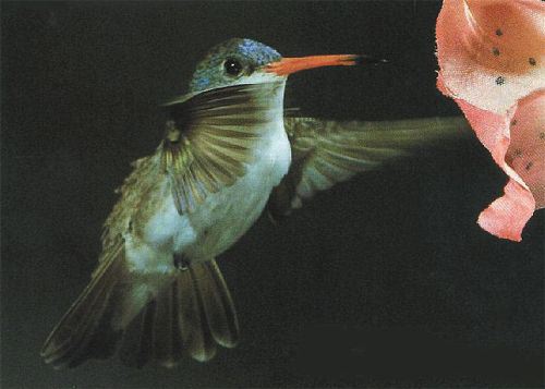 Violet-crowned Hummingbird, Amazilia violiceps, adult male