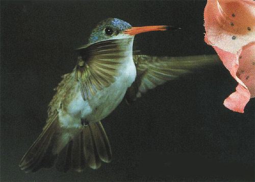 Violet-crowned Hummingbird, Amazilia violiceps, adult male