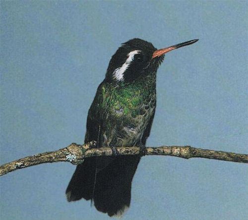 White-eared Hummingbird, Cynanthus lucotis, adult male