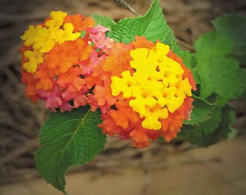 Shrub verbena, Lantana camara