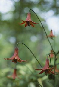 Canada Lily (Lilium canadense)