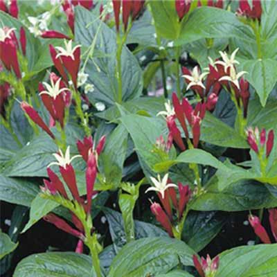 Indian Pink (Spigelia marilandica)