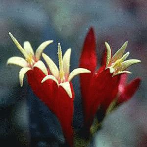 Indian Pink (Spigelia marilandica)