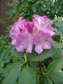 Catawba Rhododendron (Rhododendron catawbiense)