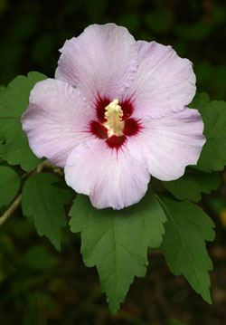 Rose of Sharon, Hibiscus syriacus